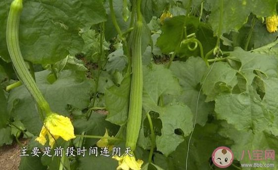 蔬菜價格高位運行態勢仍會持續 蔬菜什么時候才會降價