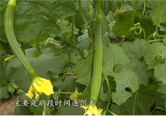 蔬菜價格高位運行態勢仍會持續 蔬菜什么時候才會降價