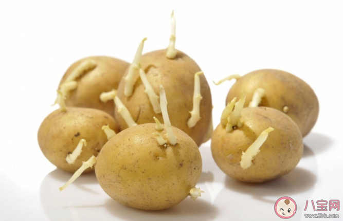 長芽變綠的土豆可以吃嗎 螞蟻莊園10月30日正確答案