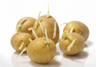 長芽變綠的土豆可以吃嗎 螞蟻莊園10月30日正確答案