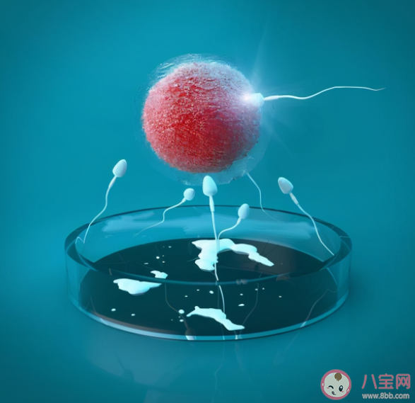 試管嬰兒懷孕更容易流產(chǎn)嗎 懷孕難試管嬰兒是首選嗎