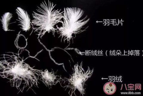 有商家售賣號稱含絨量100%的羽絨服你應該 螞蟻莊園11月6日答案介紹