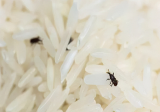 為什么明明密封很好的大米還會(huì)長出米蟲 螞蟻莊園11月7日問題答案