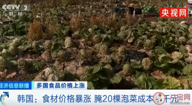 韓國腌20棵泡菜成本近2000元 韓國人為什么喜歡吃泡菜
