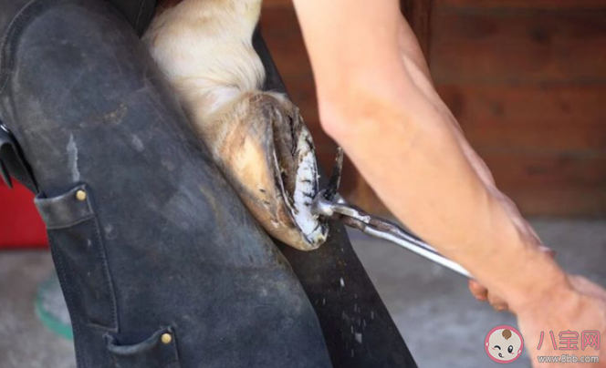 馬為什么要釘馬蹄鐵 給馬釘馬蹄會疼嗎