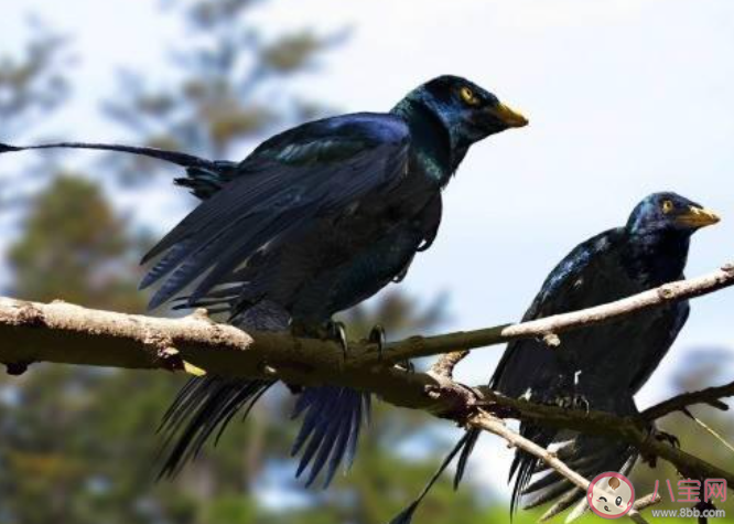 烏鴉被稱作世界上最聰明的鳥之一主要是因?yàn)樗?螞蟻莊園小課堂11月11日答案