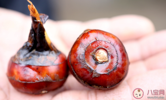 荸薺用鹽水泡能殺死寄生蟲嗎 荸薺的營養價值有哪些