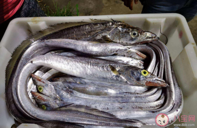 帶魚皮的顏色越白營養(yǎng)價值越高是真的嗎 買帶魚黑眼睛好還是黃眼睛好