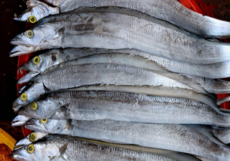 帶魚皮的顏色越白營養價值越高是真的嗎 買帶魚黑眼睛好還是黃眼睛好