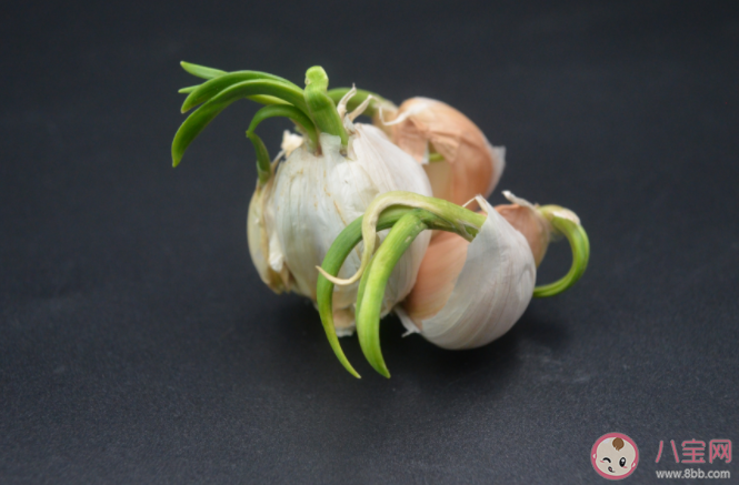 大蒜發芽了還可以吃嗎 怎么保存大蒜避免發芽