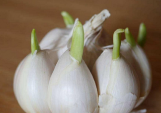 大蒜發芽了還可以吃嗎 怎么保存大蒜避免發芽