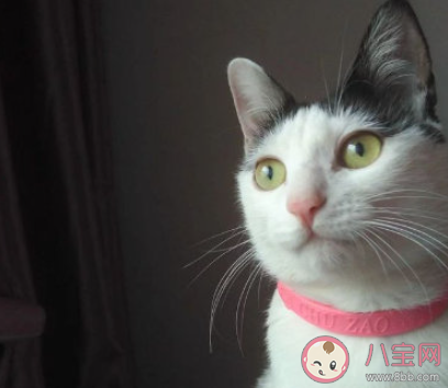 為啥貓咪有時不好好吃飯 貓咪不吃飯是什么原因