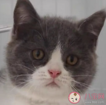 為啥貓咪有時不好好吃飯 貓咪不吃飯是什么原因