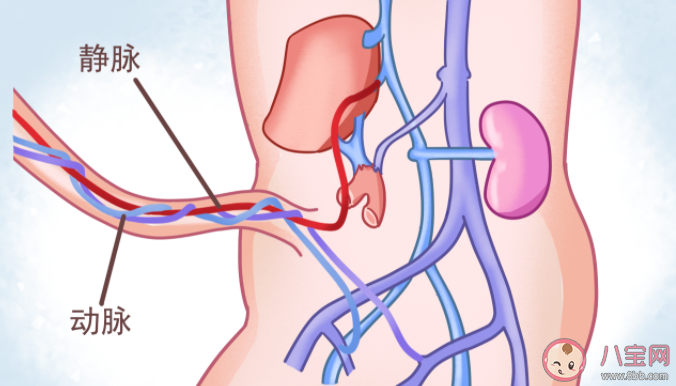肚臍眼連接的是身體哪里 肚臍有什么用處