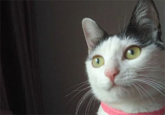 為啥貓咪有時不好好吃飯 貓咪不吃飯是什么原因