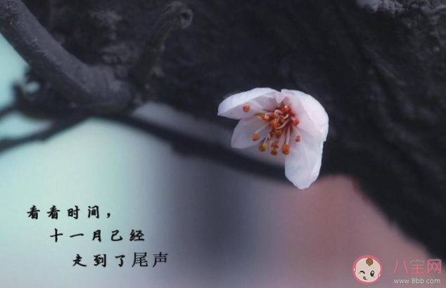 十一月最后一天圖片感悟句子和祝福語 十一月最后一天發朋友圈感受說說 十一月最后一天圖片感悟句子和祝福語 十一月最后一天發朋友圈感受說說