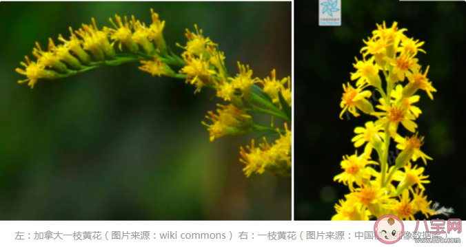 加拿大一枝黃花有什么危害 加拿大一枝黃花為什么難對付 加拿大一枝黃花有什么危害 加拿大一枝黃花為什么難對付