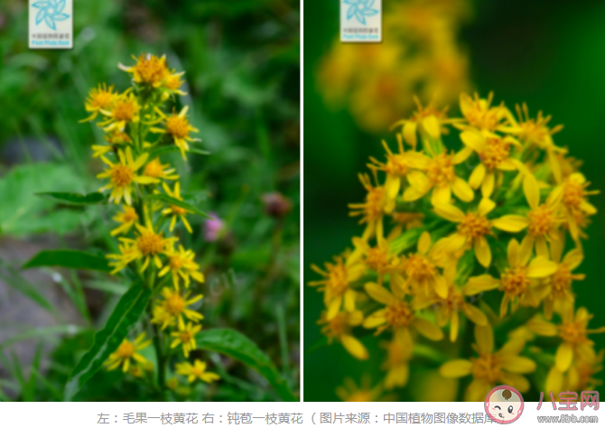 加拿大一枝黃花有什么危害 加拿大一枝黃花為什么難對付 加拿大一枝黃花有什么危害 加拿大一枝黃花為什么難對付