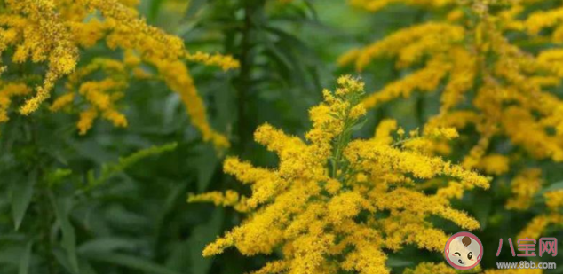 加拿大一枝黃花有什么危害 加拿大一枝黃花為什么難對付 加拿大一枝黃花有什么危害 加拿大一枝黃花為什么難對付