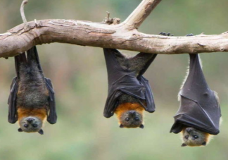 動植物界有哪些冷知識讓人意想不到 讓人意想不到的10個冷知識