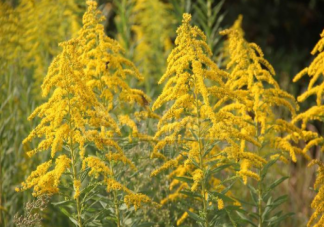 加拿大一枝黃花有什么危害 加拿大一枝黃花為什么難對(duì)付
