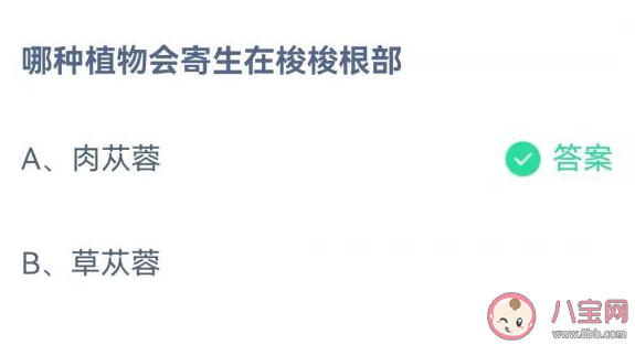 哪種植物會寄生在梭梭根部 螞蟻莊園11月23日答案介紹 哪種植物會寄生在梭梭根部 螞蟻莊園11月23日答案介紹