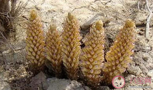 哪種植物會寄生在梭梭根部 螞蟻莊園11月23日答案介紹 哪種植物會寄生在梭梭根部 螞蟻莊園11月23日答案介紹