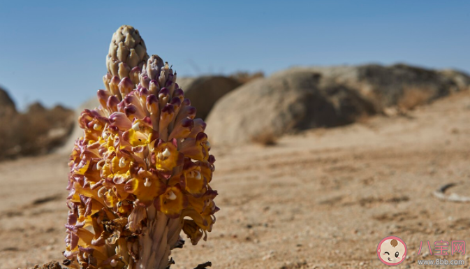 哪種植物會寄生在梭梭根部 螞蟻莊園11月23日正確答案 哪種植物會寄生在梭梭根部 螞蟻莊園11月23日正確答案