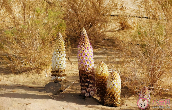 哪種植物會寄生在梭梭根部 螞蟻莊園11月23日正確答案 哪種植物會寄生在梭梭根部 螞蟻莊園11月23日正確答案