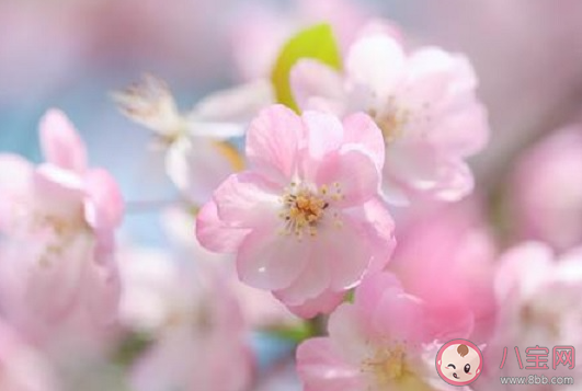 觀賞性櫻花長出的果實(shí)能吃嗎 螞蟻莊園11月22日答案 觀賞性櫻花長出的果實(shí)能吃嗎 螞蟻莊園11月22日答案