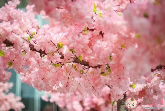 觀賞性櫻花長出的果實(shí)能吃嗎 螞蟻莊園11月22日答案 觀賞性櫻花長出的果實(shí)能吃嗎 螞蟻莊園11月22日答案