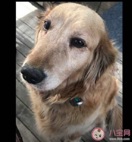 寵物當網紅合理嗎 寵物能不能當網紅 寵物當網紅合理嗎 寵物能不能當網紅