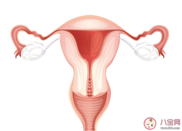 子宮內膜為什么變薄 子宮內膜是如何影響懷孕的 子宮內膜為什么變薄 子宮內膜是如何影響懷孕的