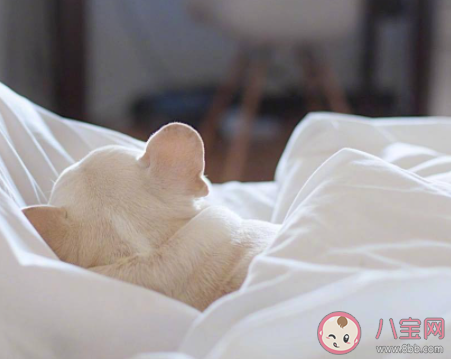 冬天賴床5分鐘保護血管 賴床有什么好處 冬天賴床5分鐘保護血管 賴床有什么好處