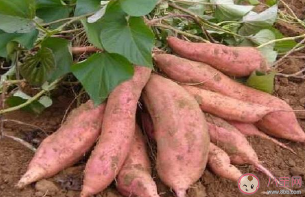 夏至后栽種紅薯不結(jié)紅薯對嗎 螞蟻新村小課堂11月25日答案 夏至后栽種紅薯不結(jié)紅薯對嗎 螞蟻新村小課堂11月25日答案