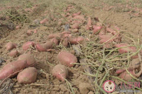 夏至后栽種紅薯不結(jié)紅薯對嗎 螞蟻新村小課堂11月25日答案 夏至后栽種紅薯不結(jié)紅薯對嗎 螞蟻新村小課堂11月25日答案