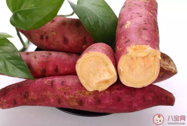 螞蟻莊園夏至后栽種紅薯不結(jié)紅薯對(duì)嗎 11月25日答案解析 螞蟻莊園夏至后栽種紅薯不結(jié)紅薯對(duì)嗎 11月25日答案解析