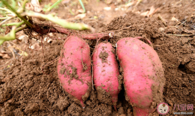 螞蟻莊園夏至后栽種紅薯不結(jié)紅薯對(duì)嗎 11月25日答案解析 螞蟻莊園夏至后栽種紅薯不結(jié)紅薯對(duì)嗎 11月25日答案解析