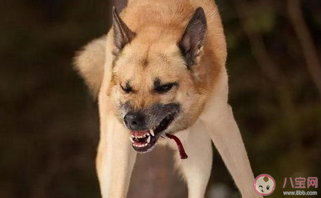 被狗狗撲咬該怎么辦 碰到狗咬別人如何施救