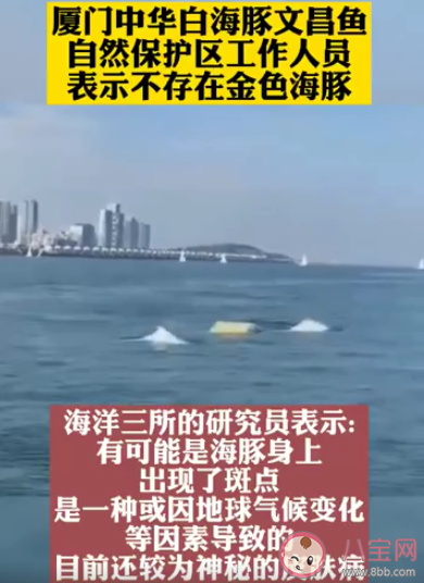 專家解釋廈門海域出現金色海豚 目前的海豚有幾種顏色
