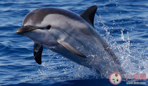 專家解釋廈門海域出現金色海豚 目前的海豚有幾種顏色
