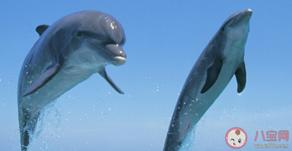 專家解釋廈門海域出現金色海豚 目前的海豚有幾種顏色