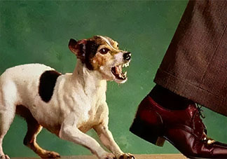 被狗狗撲咬該怎么辦 碰到狗咬別人如何施救