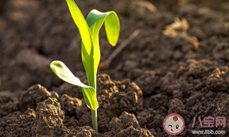 土壤大致可分為三層分別是底圖土層心十層和什么 螞蟻新村小課堂11月27日答案