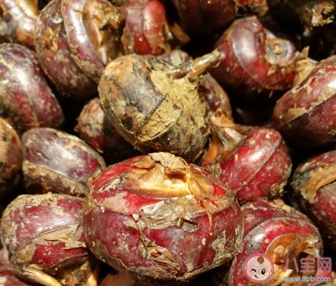 下列哪種食用荸薺的方式更安全健康 螞蟻莊園11月30日答案最新