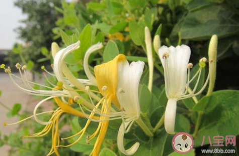 自古忍冬花又被稱為金銀花是因?yàn)?螞蟻莊園12月1日答案最新