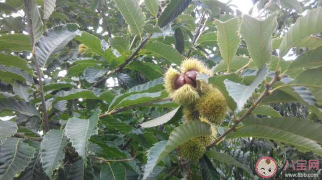 河北寬城縣農(nóng)業(yè)的主導(dǎo)產(chǎn)業(yè)是什么 螞蟻莊園11月30日問題答案