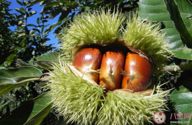 河北寬城縣農(nóng)業(yè)的主導(dǎo)產(chǎn)業(yè)是什么 螞蟻莊園11月30日問題答案