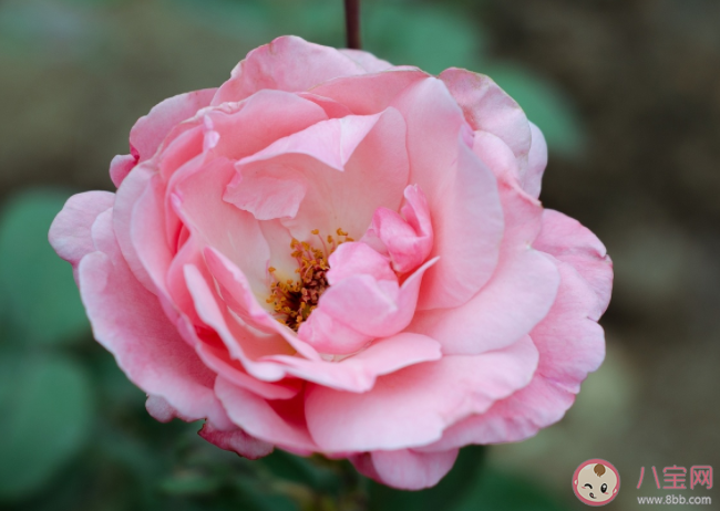 葉片小而密集的是玫瑰還是月季 螞蟻莊園12月1日答案解析