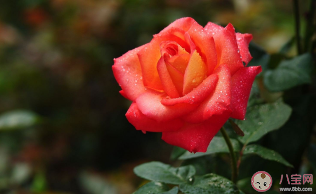 葉片小而密集的是玫瑰還是月季 螞蟻莊園12月1日答案解析